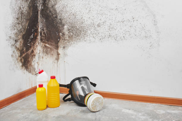 Best Certified Mold Removal  in Thornwood, NY