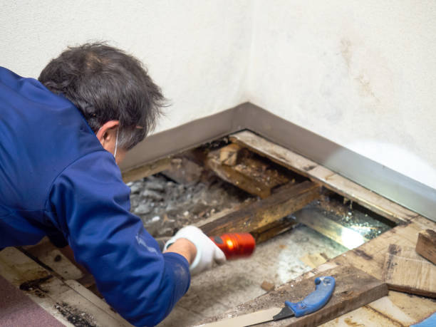 Best Mold Remediation Experts  in Thornwood, NY