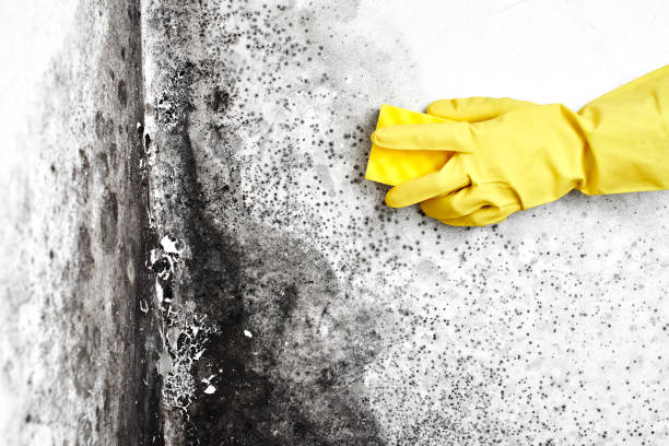 Mold Removal Process in Thornwood, NY