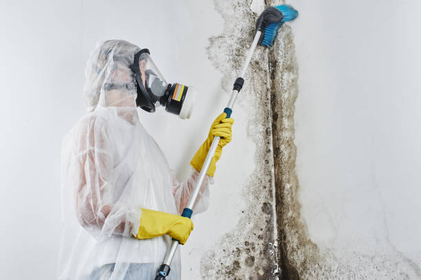 Best Attic Mold Removal  in Thornwood, NY