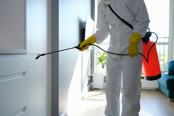 Best Toxic Mold Removal  in Thornwood, NY