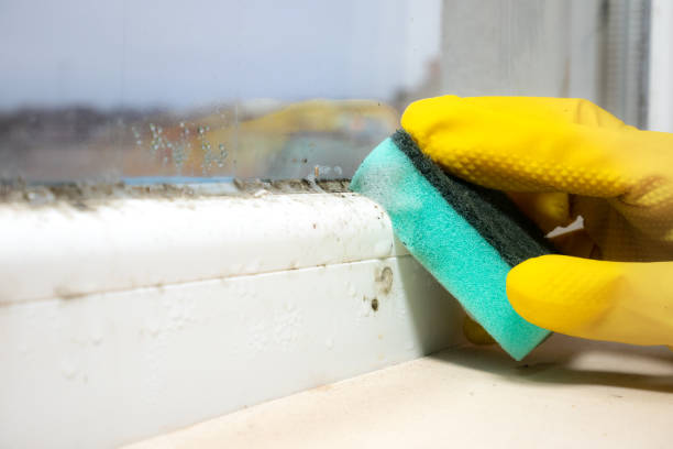 Best Commercial Mold Removal  in Thornwood, NY