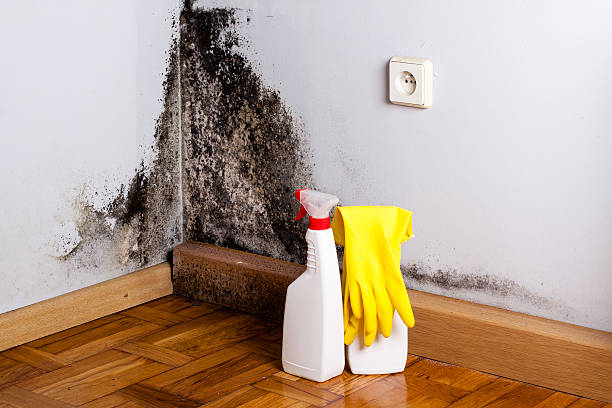 Best Residential Mold Removal  in Thornwood, NY