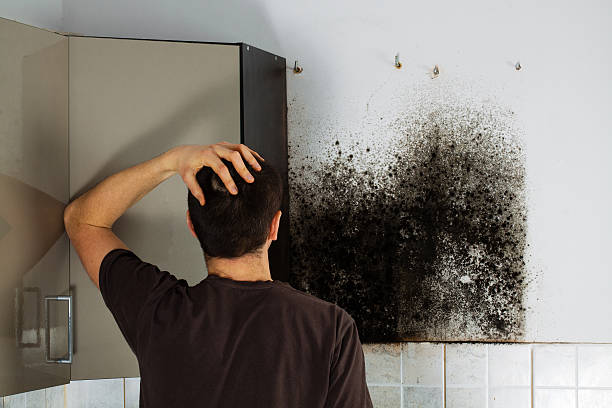 Best Certified Mold Removal  in Thornwood, NY